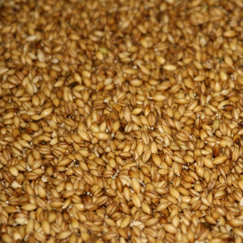 Barley Malt Grain