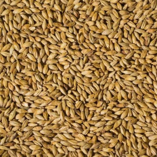 Barley Malt Grain