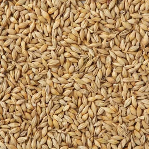 Barley Malt Grain