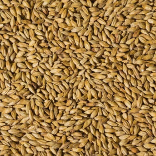 Brewing Barley Malt