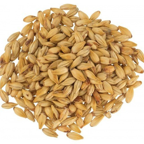 Brewing Barley Malt