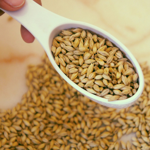 Brewing Barley Malt