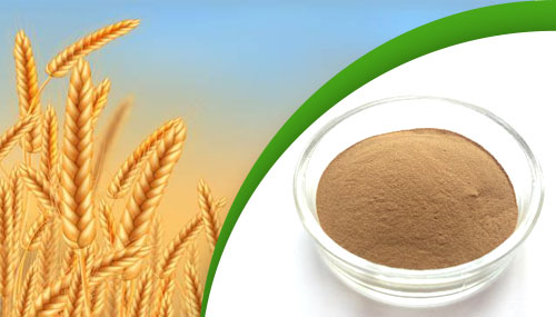 Chicory Extract Powder