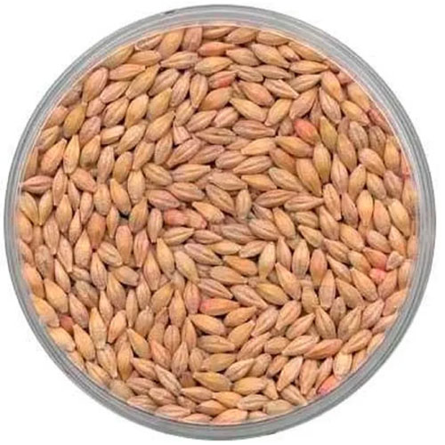 Dried Barley Malt