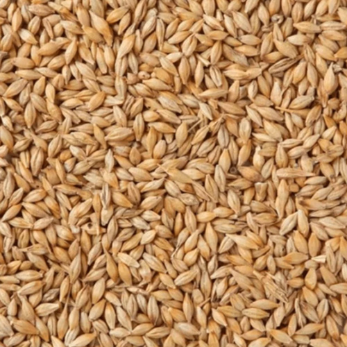 Dried Barley Malt