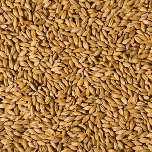 Malted Barley Grain