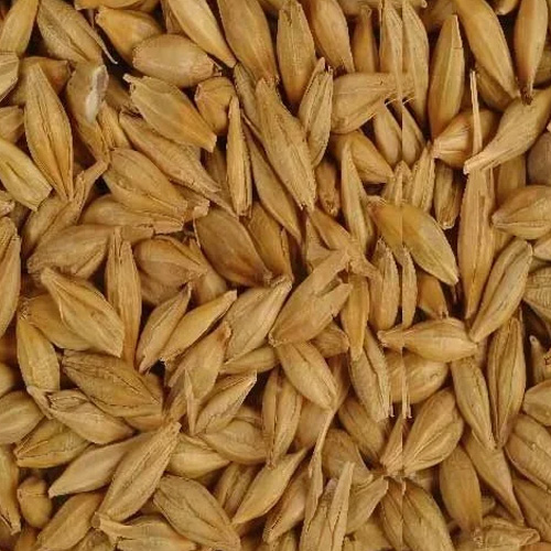 Malted Barley Grain