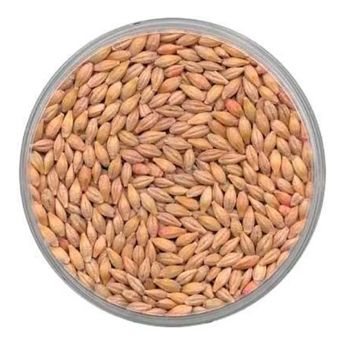 Malted Barley Grain